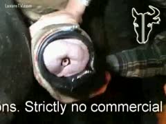 An amateur man stealing a horse's enormous face jizz flow